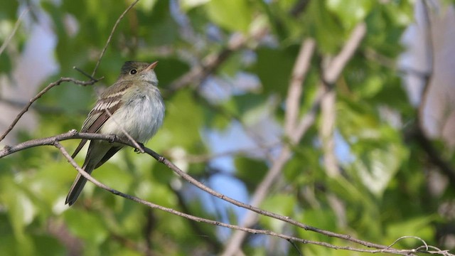 Buchenschnäppertyrann - ML577859271