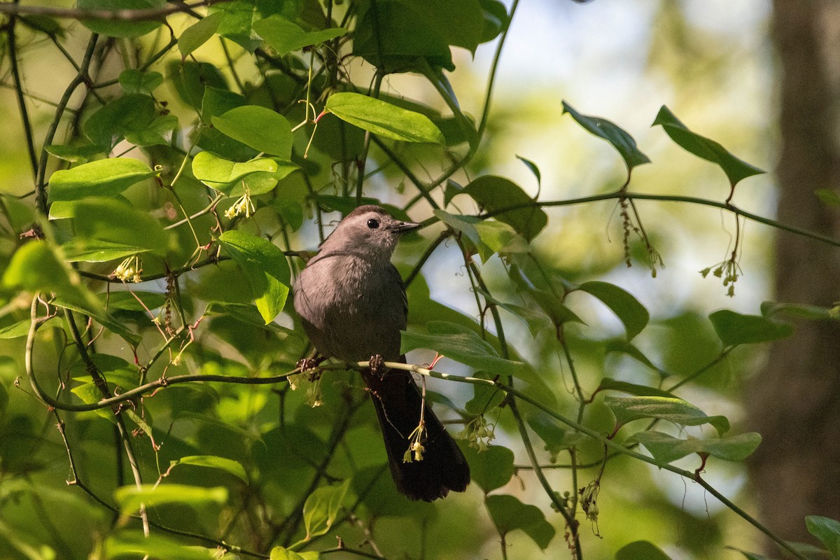 Gray Catbird - ML577859421