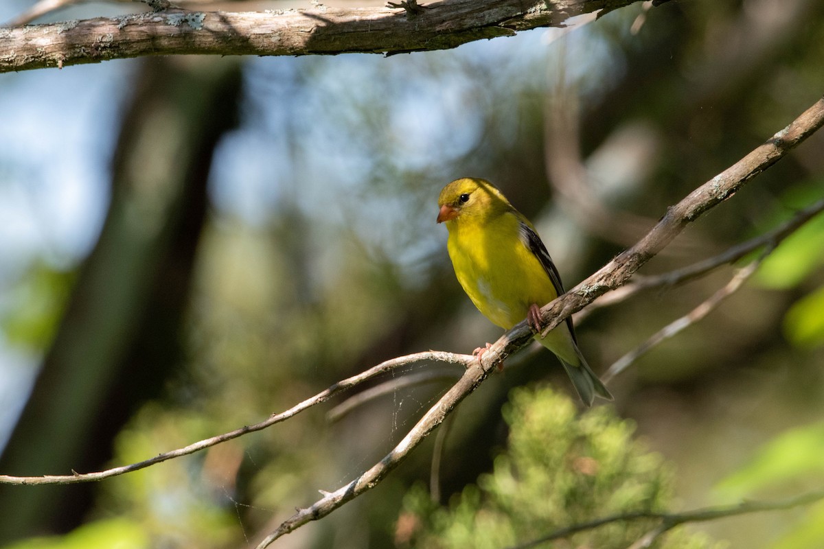 American Goldfinch - ML577859831