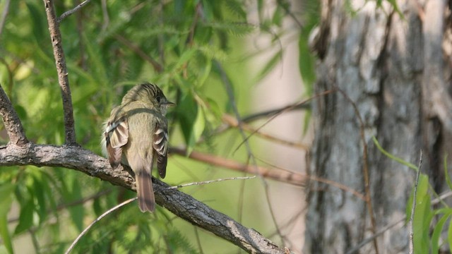 Acadian Flycatcher - ML577859941