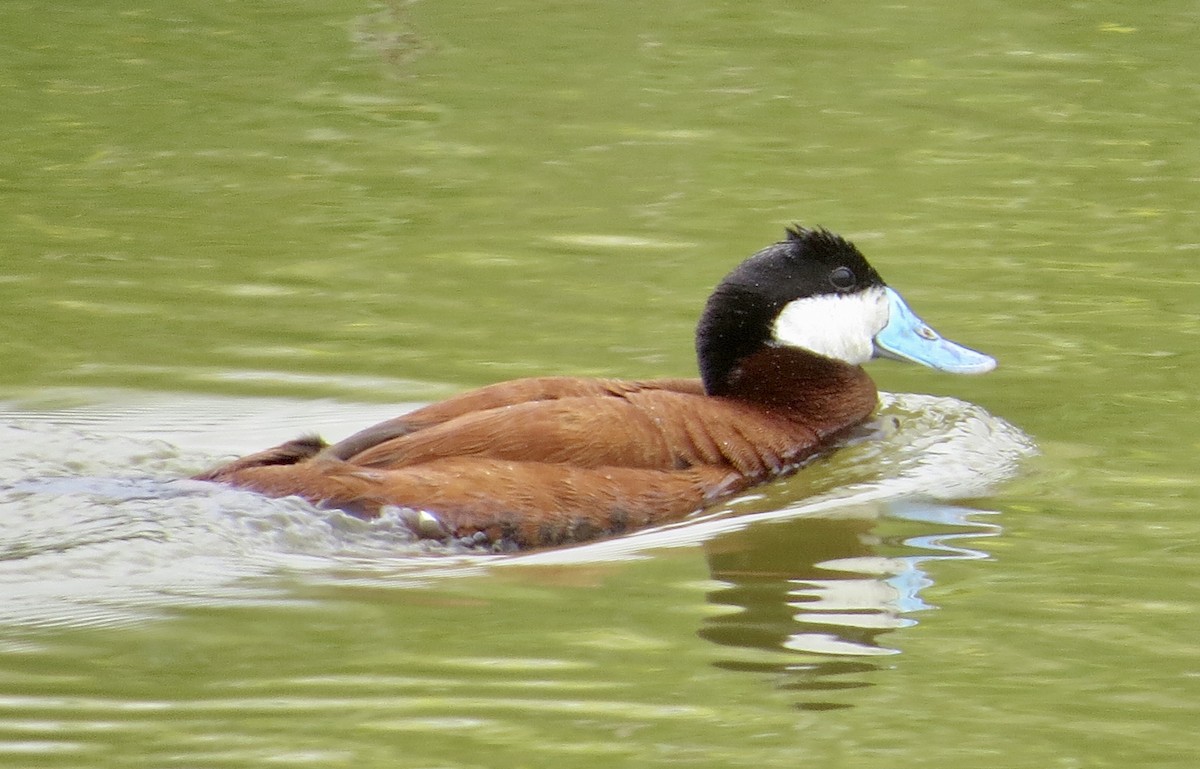 Ruddy Duck - ML577860151