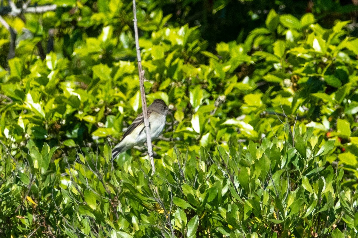 Willow Flycatcher - ML577860211