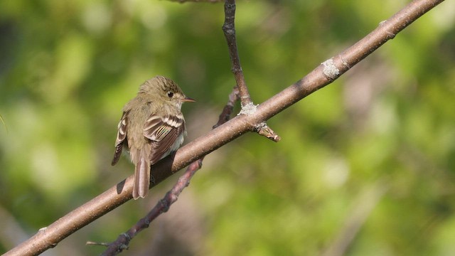 tyranovec zelenavý - ML577860651