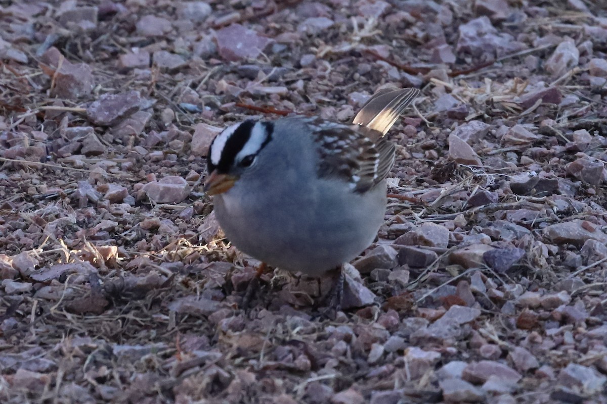 White-crowned Sparrow - ML577860671