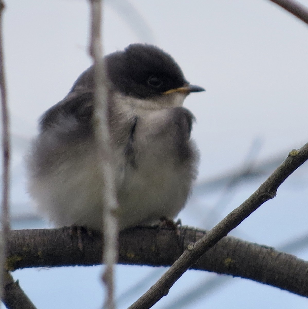 Tree Swallow - ML577861351