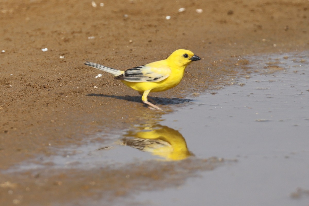 Arabian Golden Sparrow - Jacky Judas