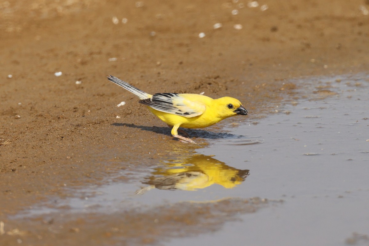 Золотистый воробей - ML577861451