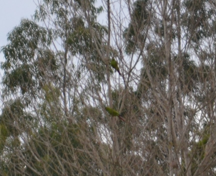 Slender-billed Parakeet - ML577862601