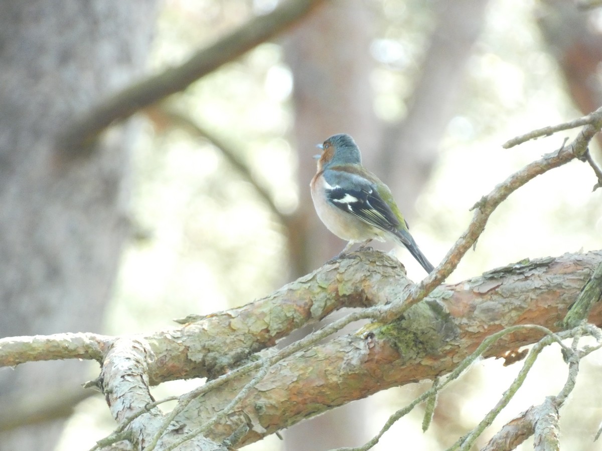 Common Chaffinch - ML577862901