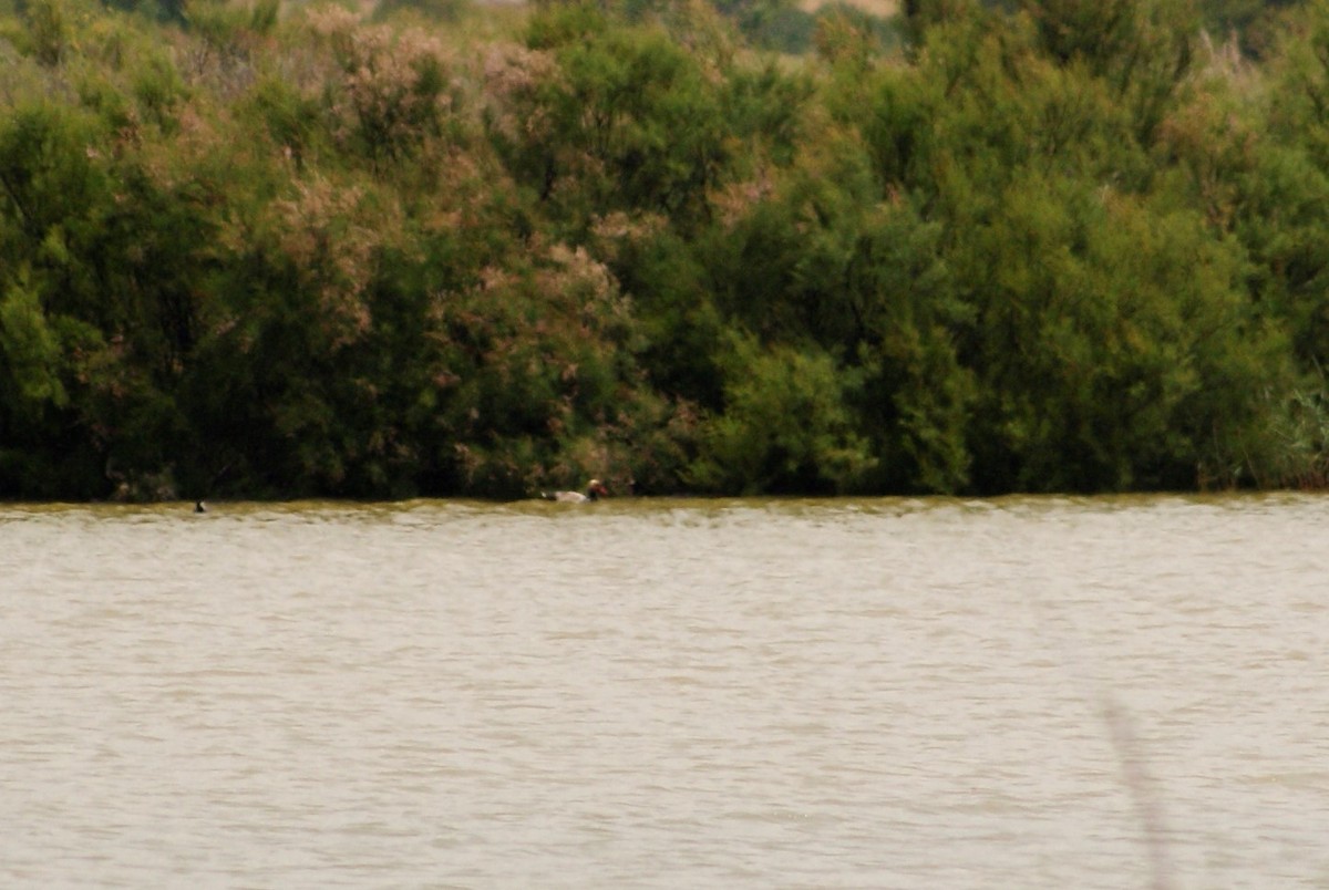 Red-crested Pochard - ML577863091