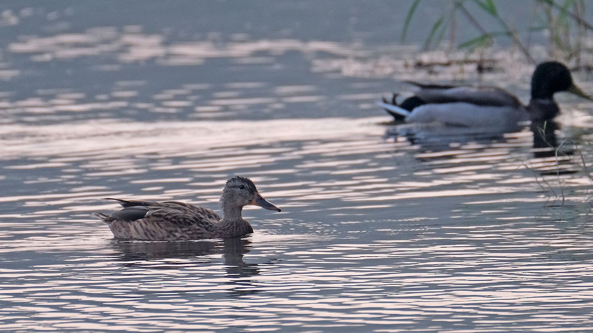 Canard colvert - ML577863921