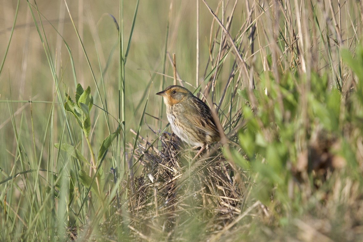 Bruant à queue aiguë - ML577864451