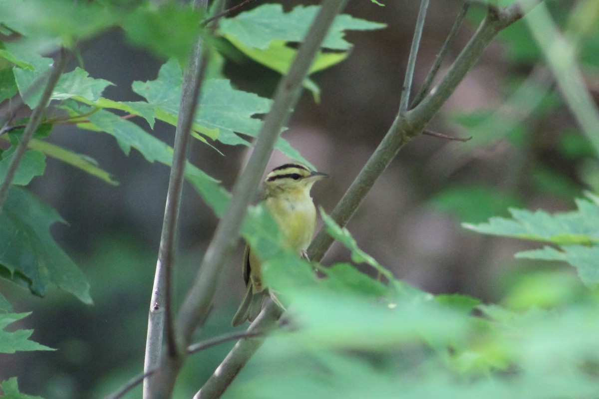 Worm-eating Warbler - Derrick  Ingle