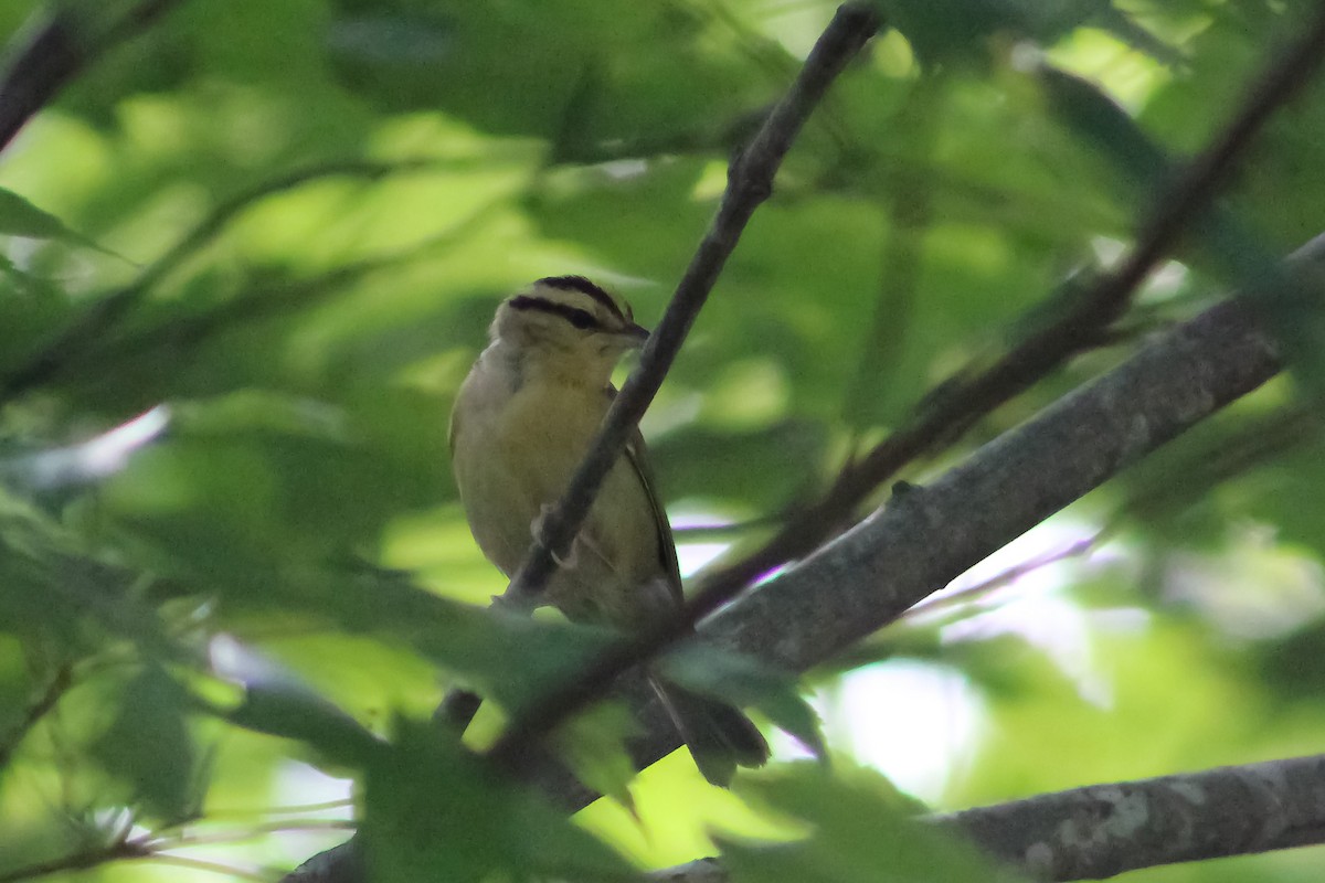 Worm-eating Warbler - Derrick  Ingle