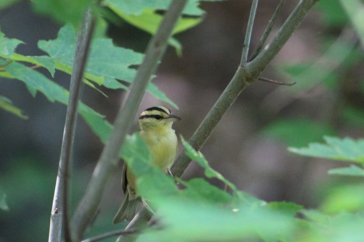 Worm-eating Warbler - Derrick  Ingle