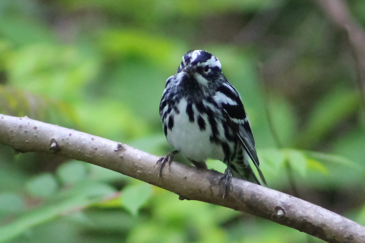 Black-and-white Warbler - Derrick  Ingle