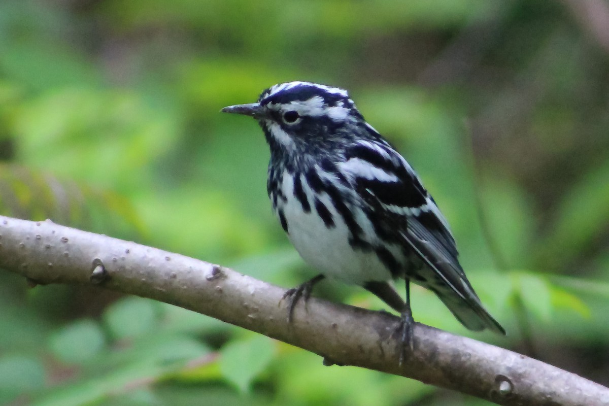 Black-and-white Warbler - Derrick  Ingle