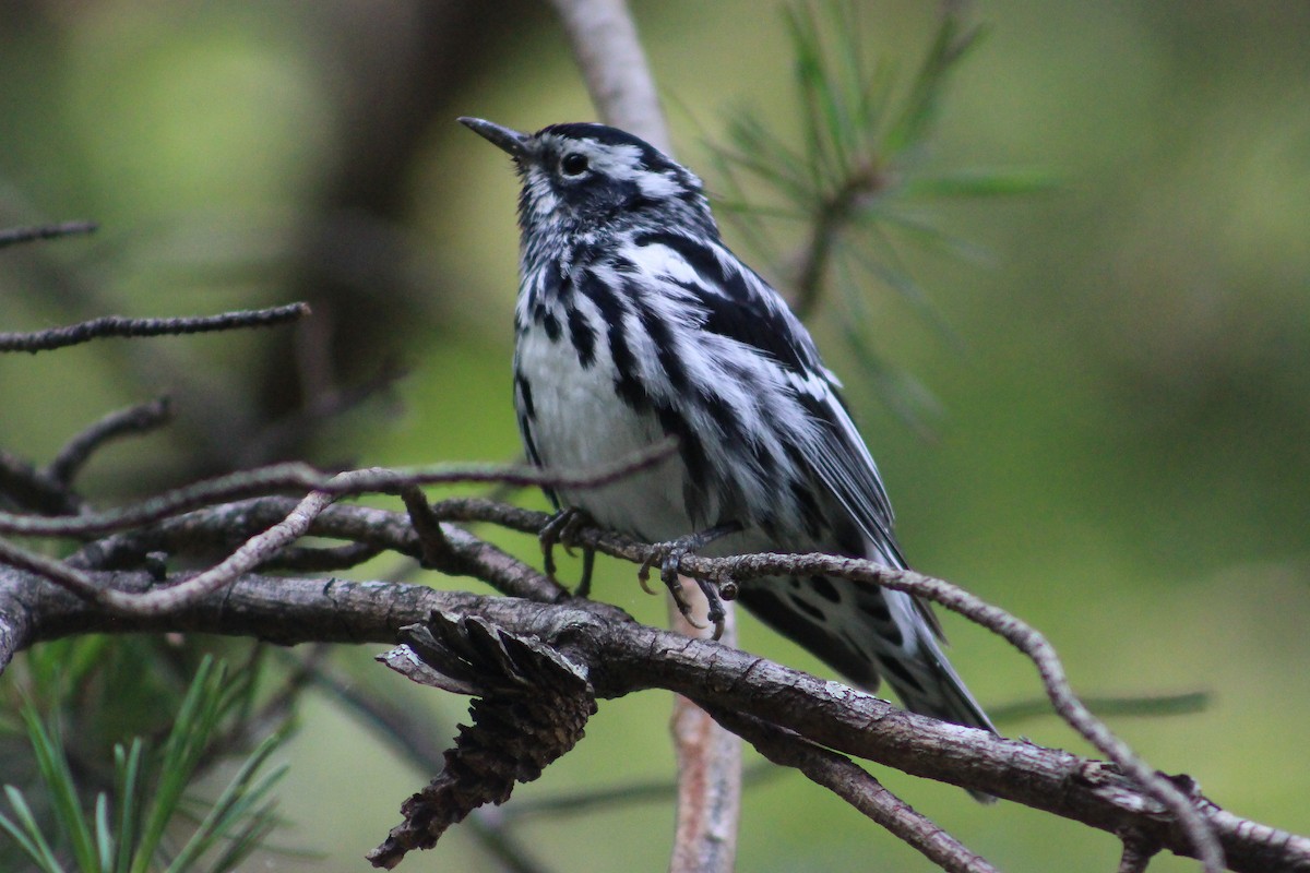 Black-and-white Warbler - Derrick  Ingle