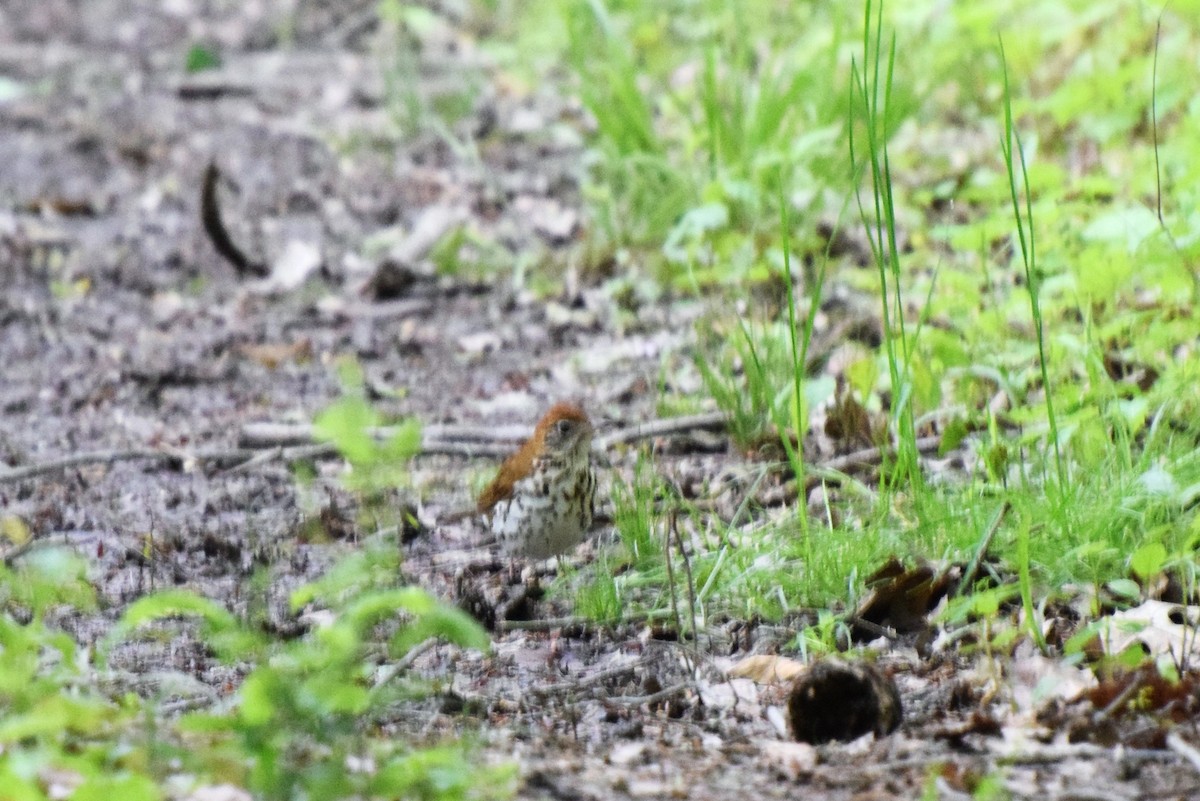 Wood Thrush - ML57786501