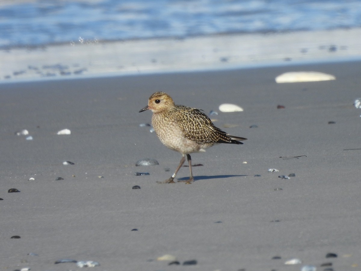 European Golden-Plover - Frithjof Vogeley