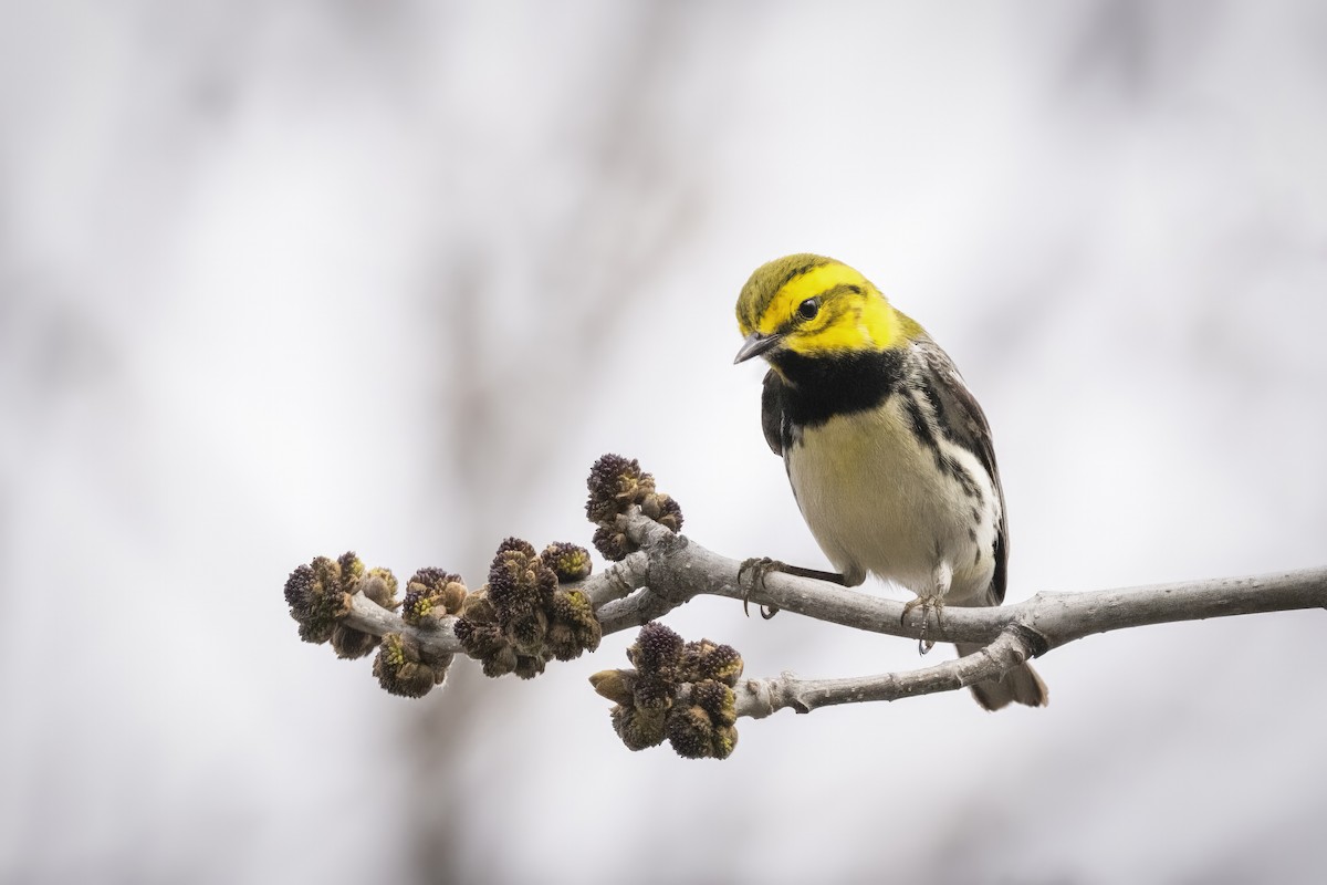 Black-throated Green Warbler - ML577866371