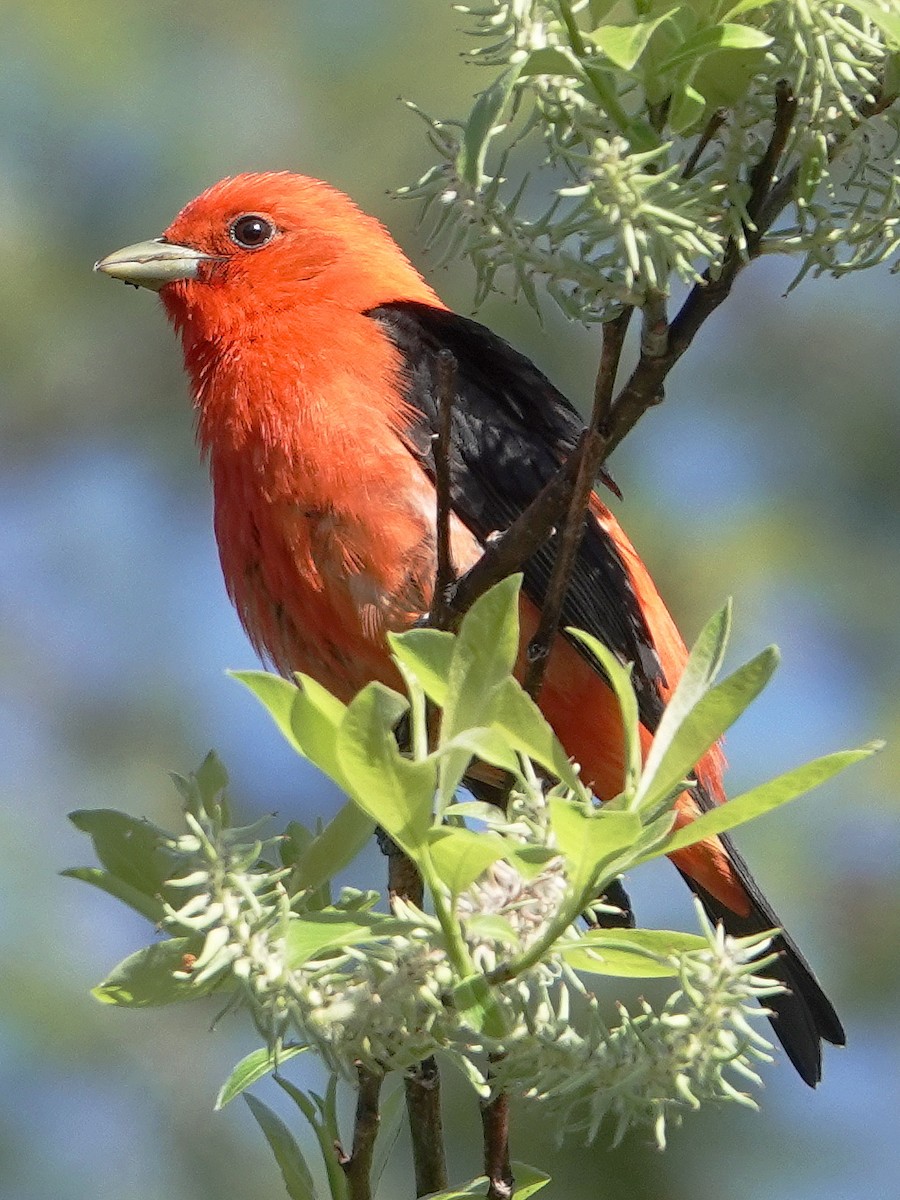 Scarlet Tanager - Gary Martindale