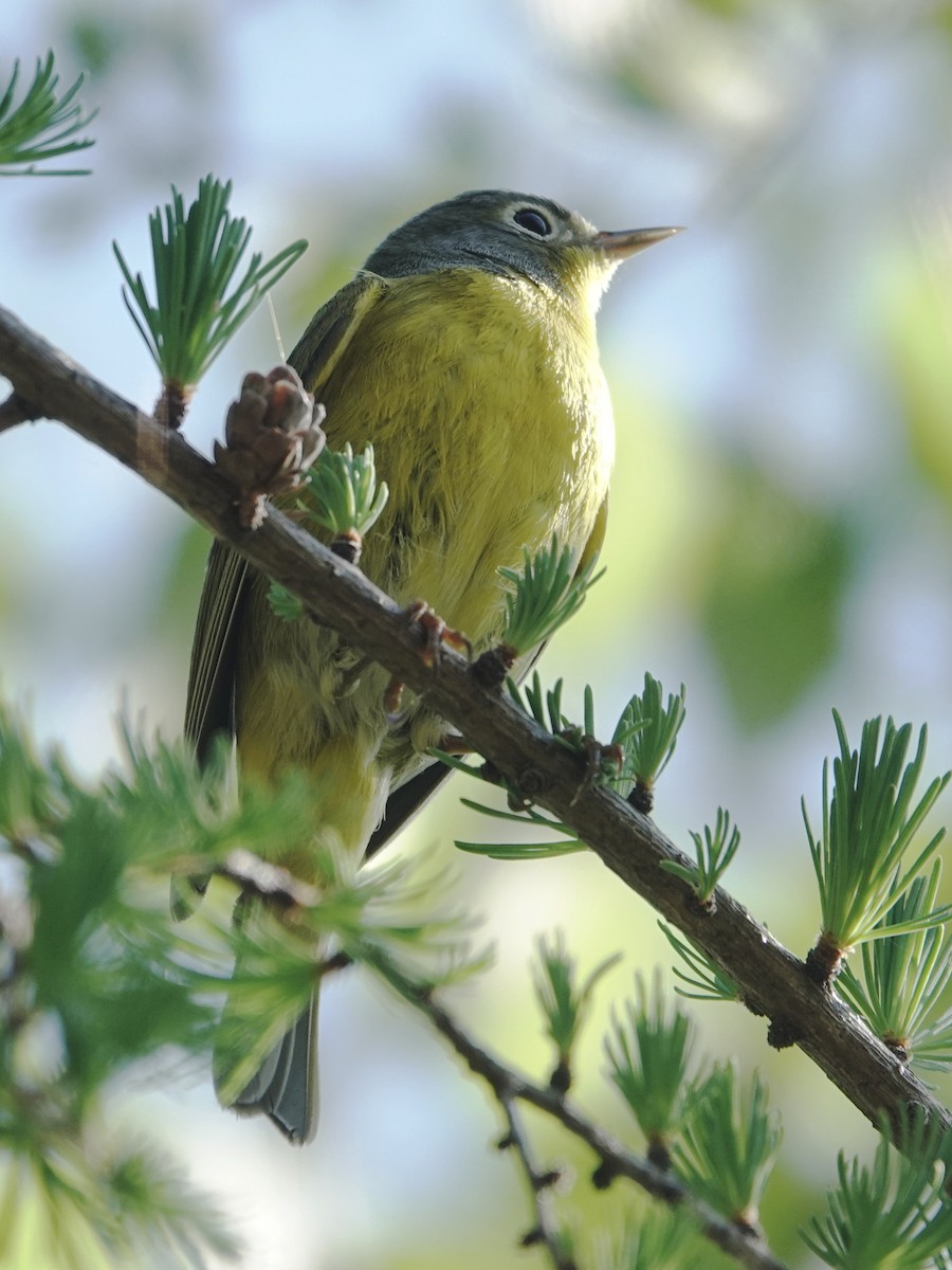 Nashville Warbler - ML577868661