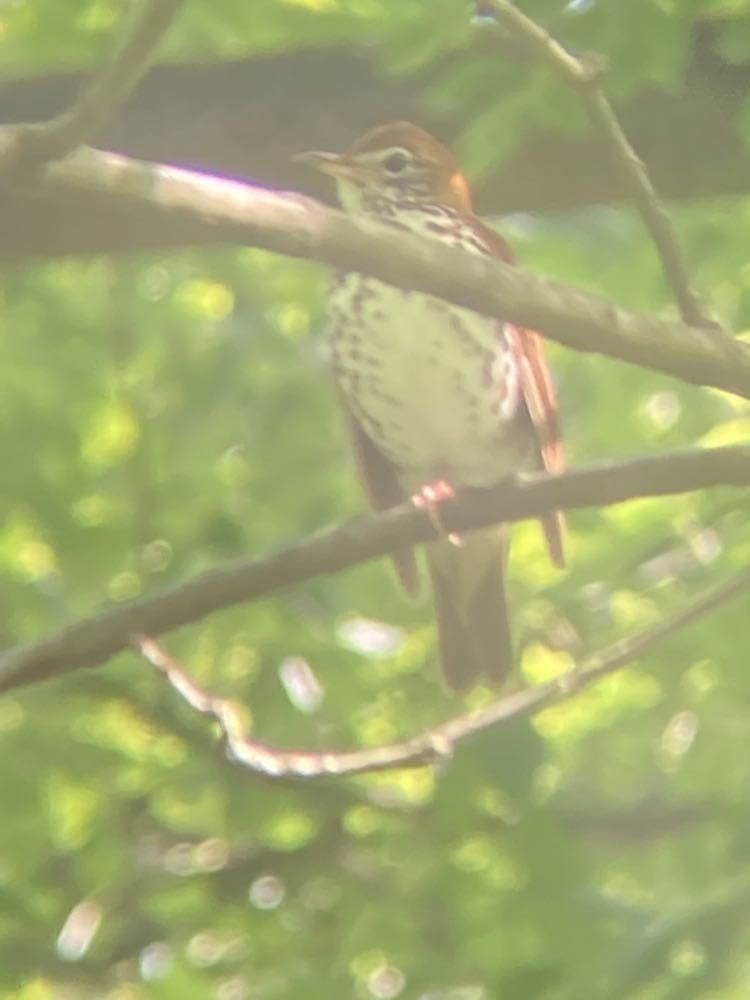 Wood Thrush - ML577868751