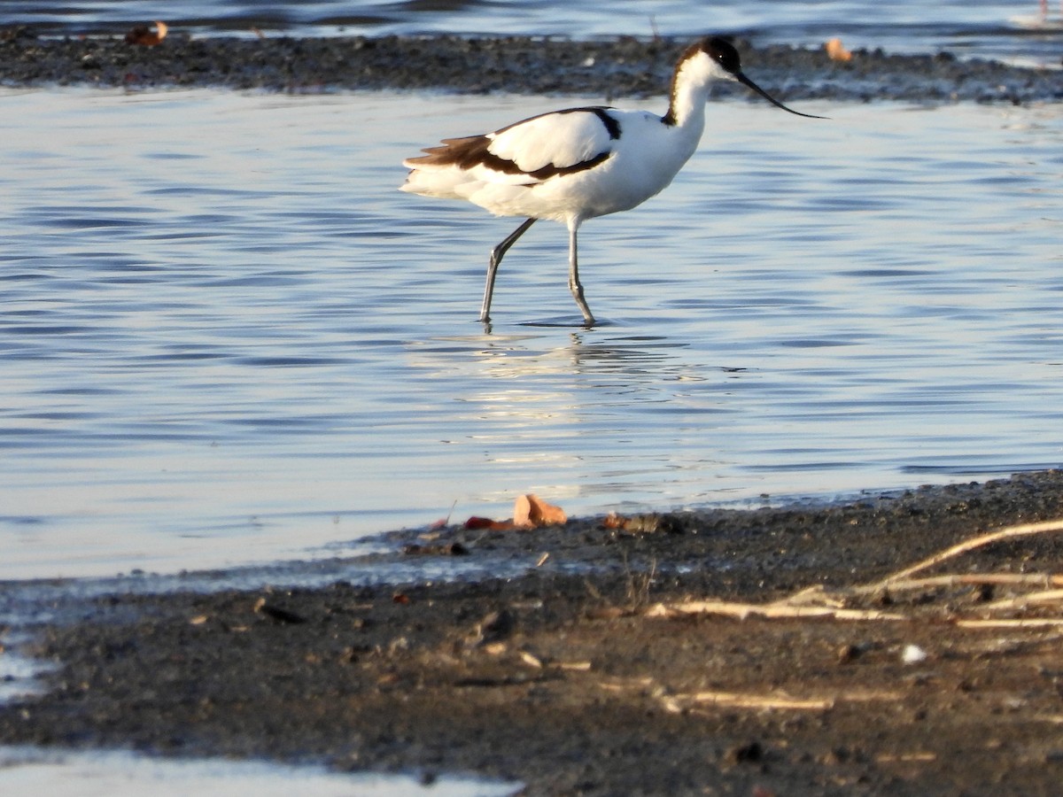 Pied Avocet - ML577868941