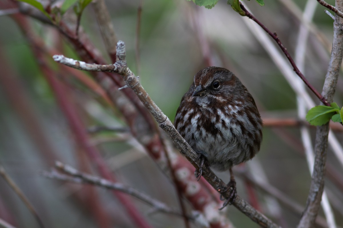 Song Sparrow - ML577868991