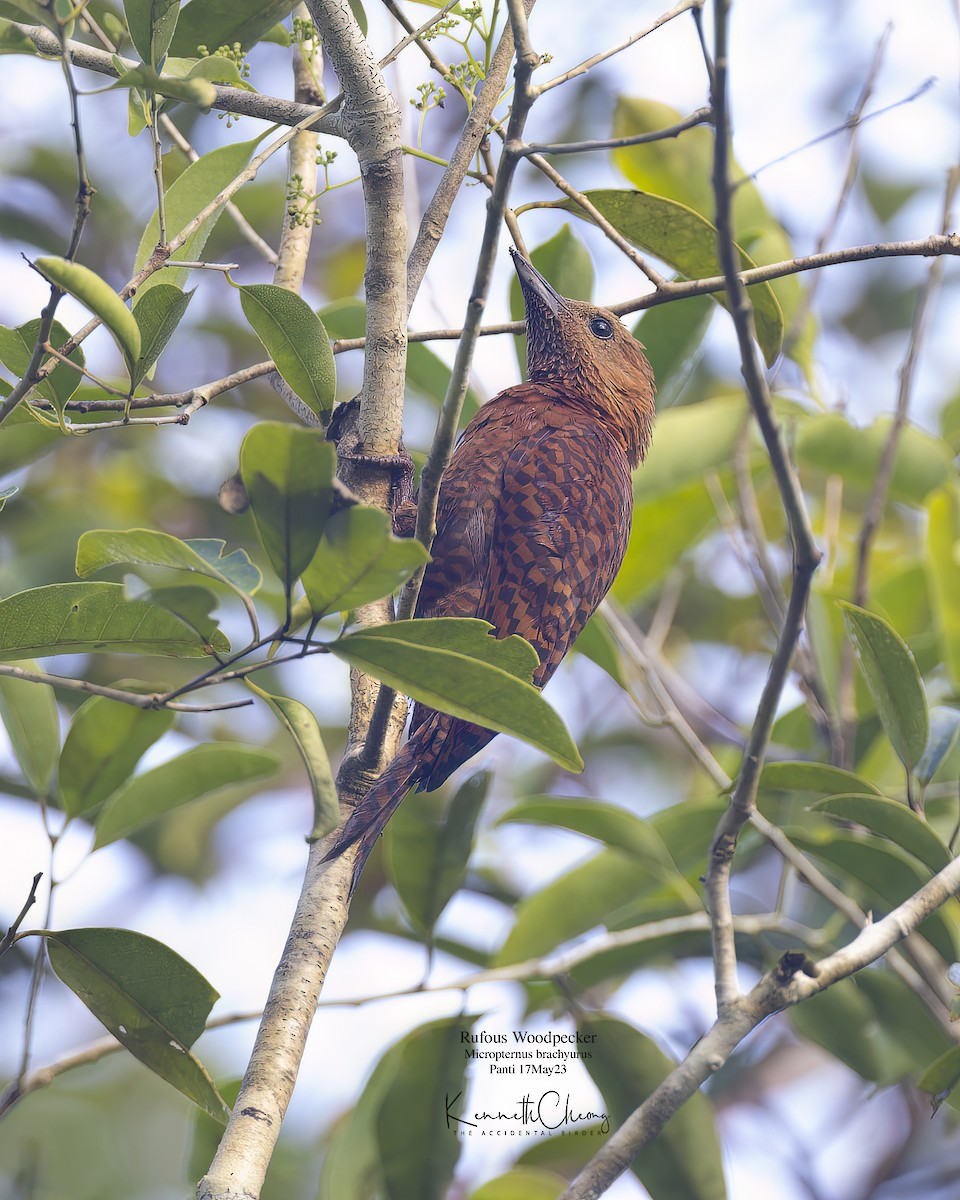 Rufous Woodpecker - ML577869321