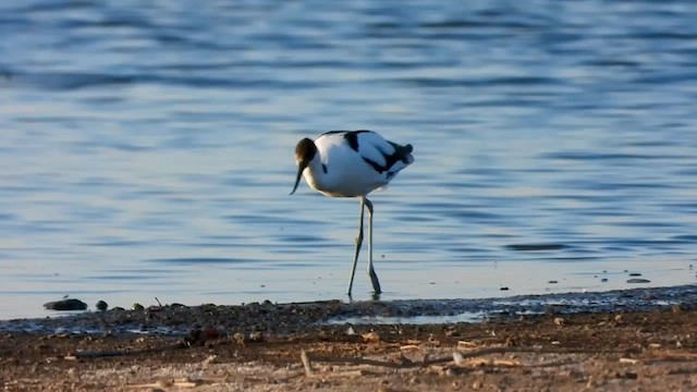 Pied Avocet - ML577869991