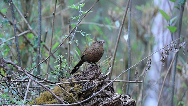 Bhutan Laughingthrush - ML577870701