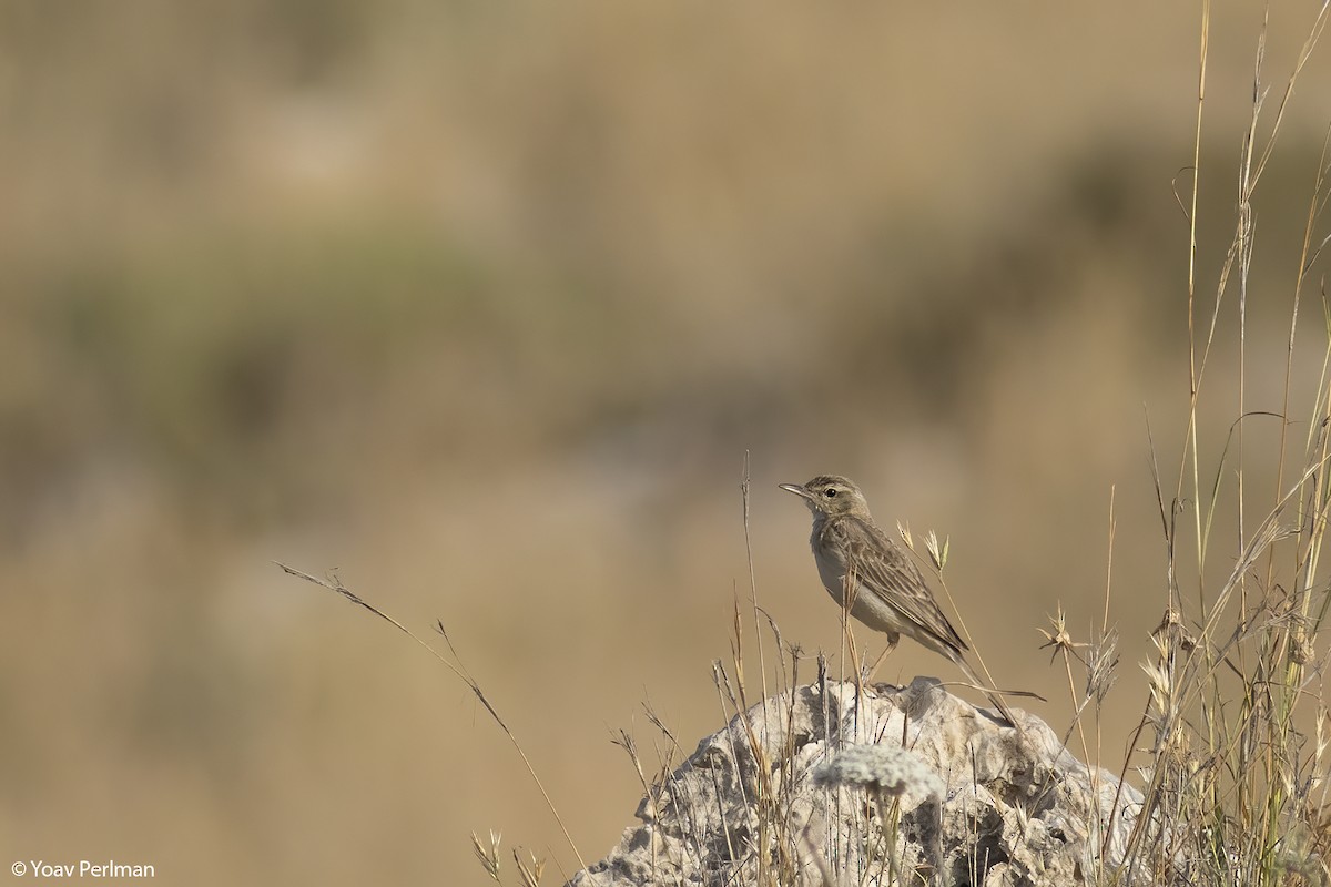 Long-billed Pipit (Middle Eastern) - ML577872471