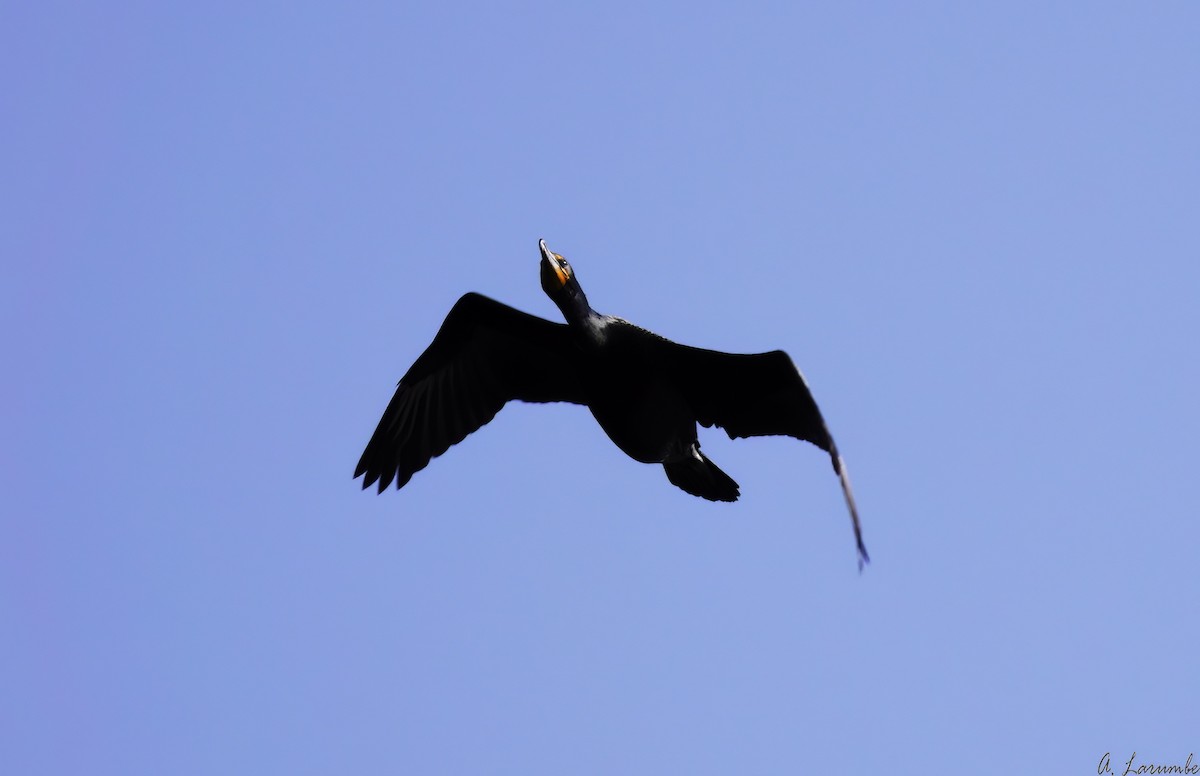 Double-crested Cormorant - ML577872831