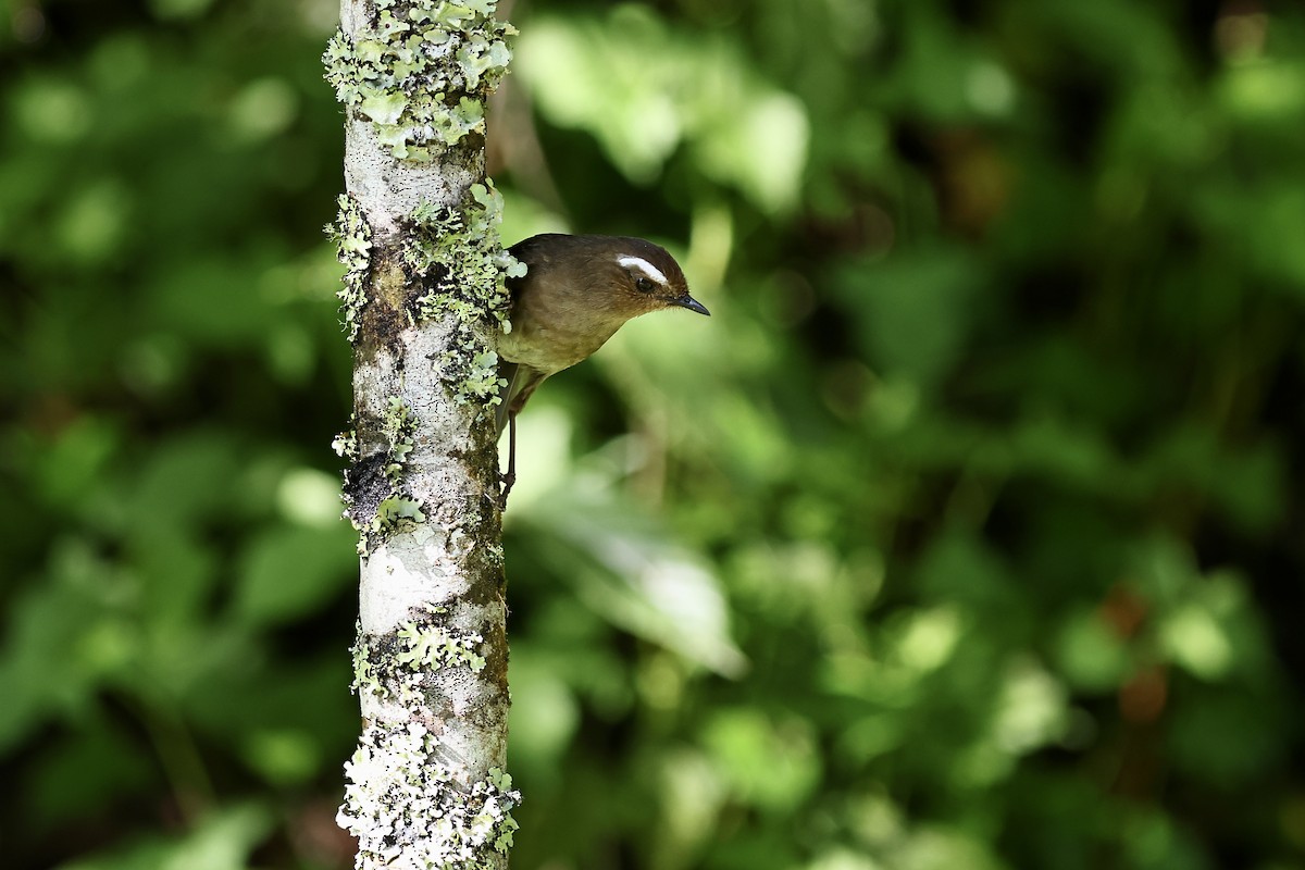 Taiwan Shortwing - Anonymous