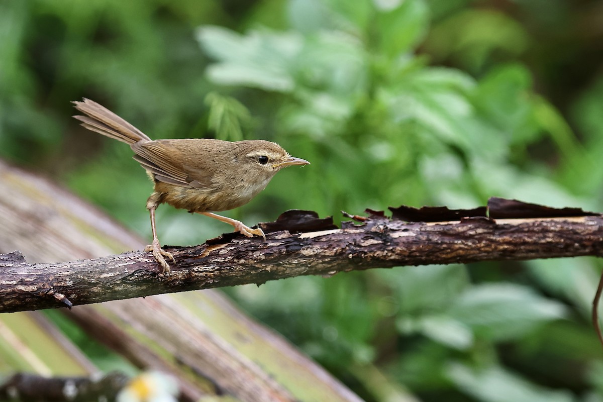 Brownish-flanked Bush Warbler - ML577873711