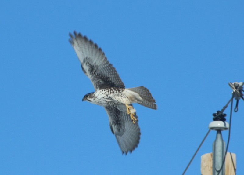 Prairie Falcon - ML577876421