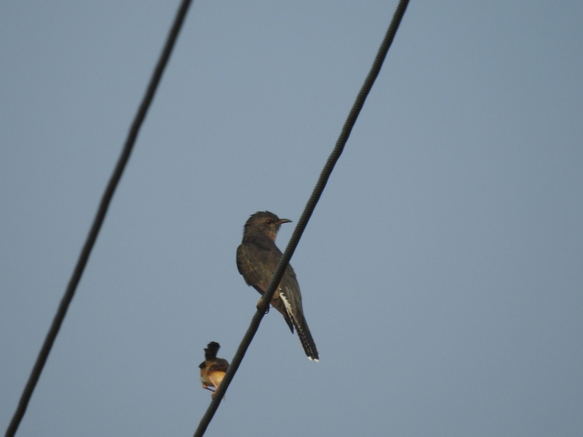 Gray-bellied Cuckoo - ML577876551