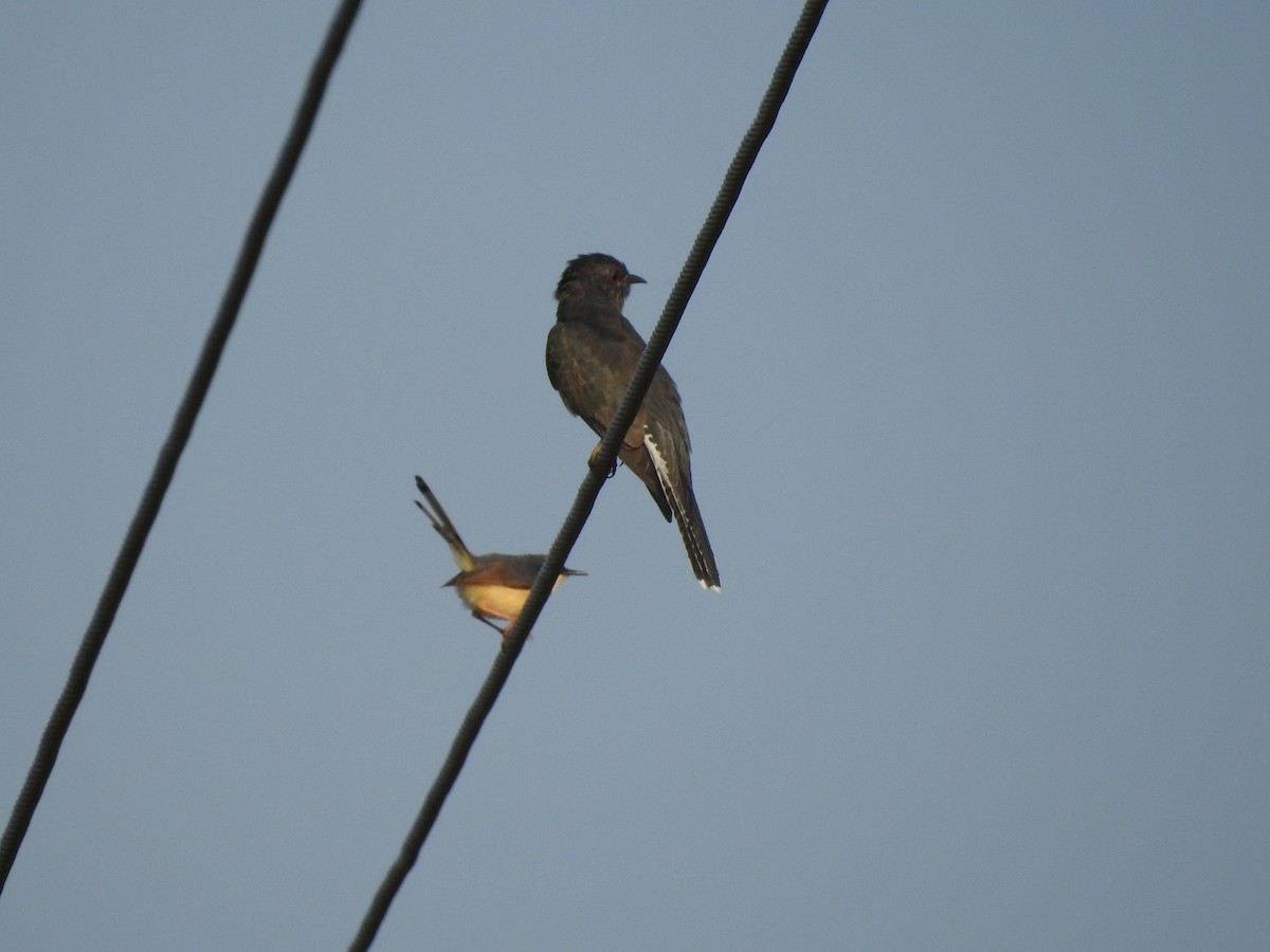 Gray-bellied Cuckoo - ML577876561