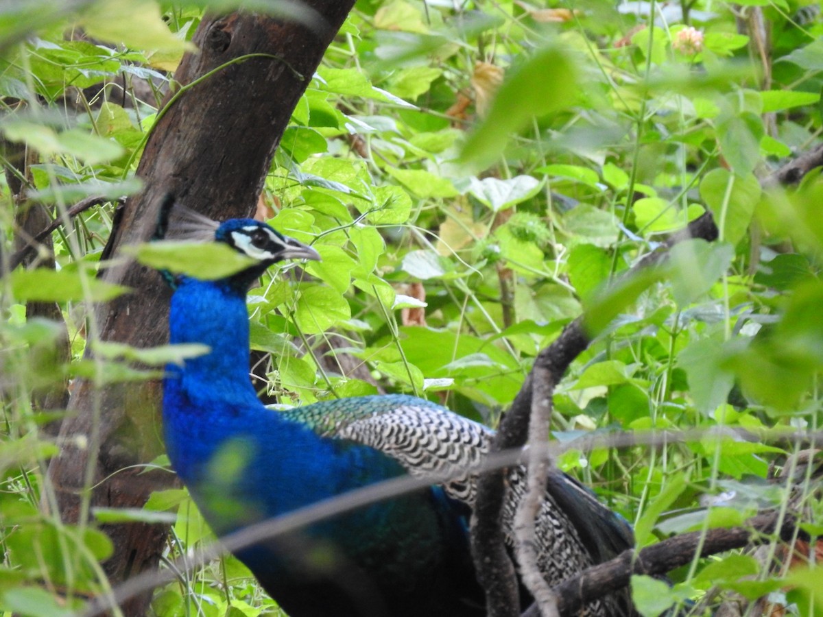 Indian Peafowl - ML577876921