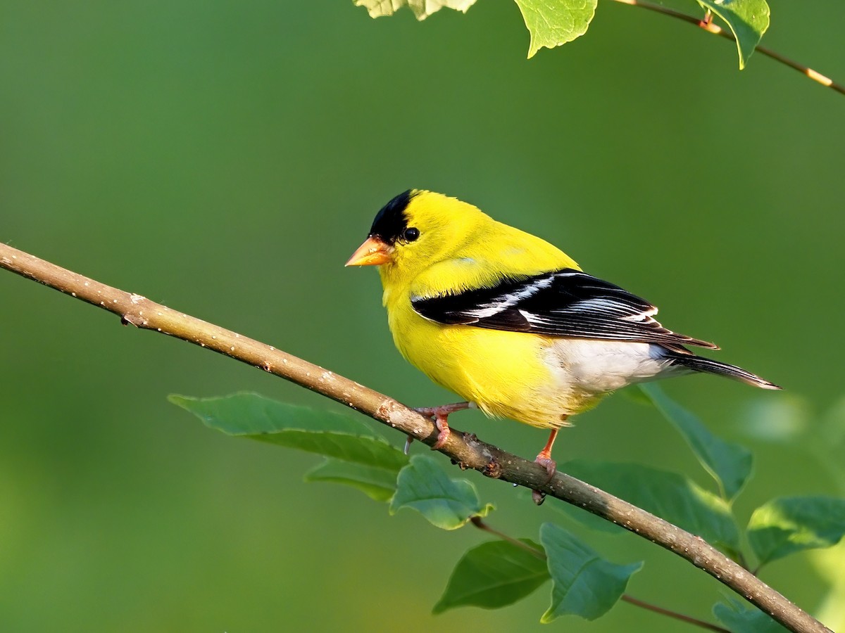 American Goldfinch - ML577877171