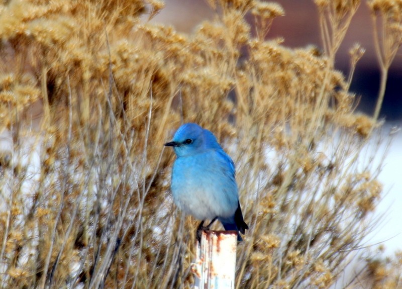 Mountain Bluebird - ML577877271