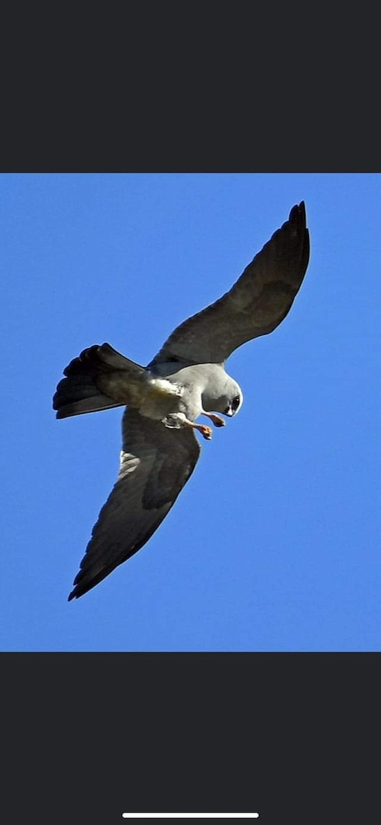 Mississippi Kite - ML577879351