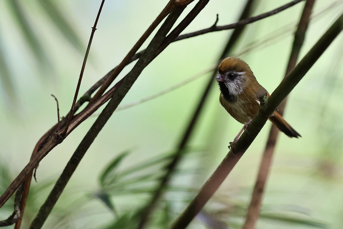 Golden Parrotbill - ML577880661