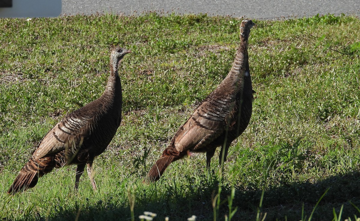 Wild Turkey - ML577881321