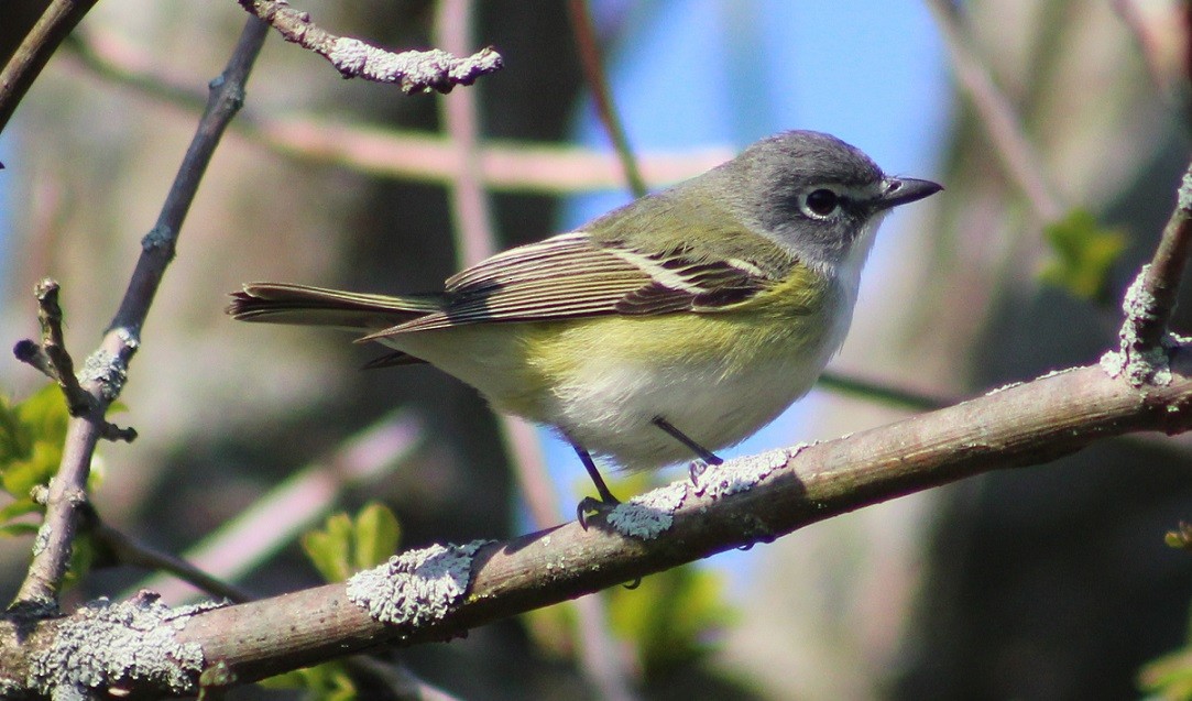 Mavi Başlı Vireo - ML57788151