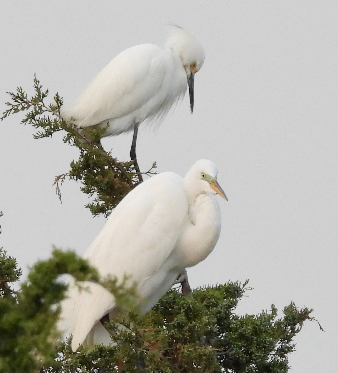 Great Egret - ML577881511