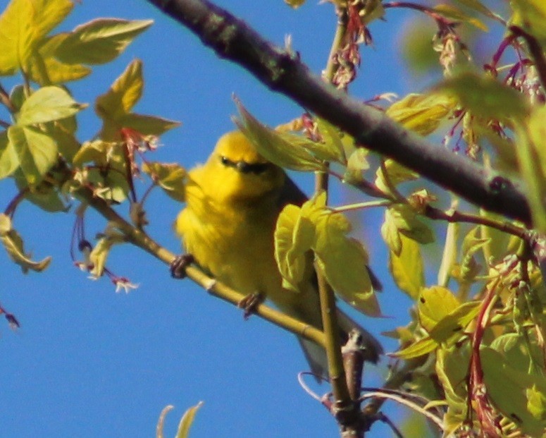 Blauflügel-Waldsänger - ML57788221