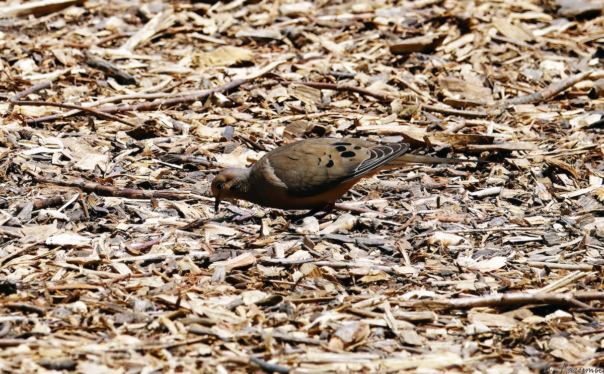 Mourning Dove - ML577882361
